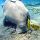 A dugong near Egypt